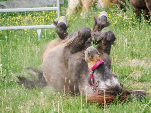 ponyaufderweide