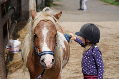 Pony striegeln