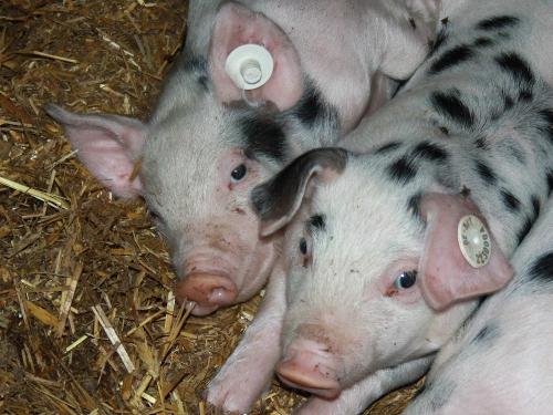 Schweine auf dem Ferienhof Feinen