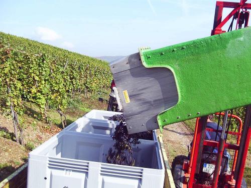 Weinlese an der Mosel