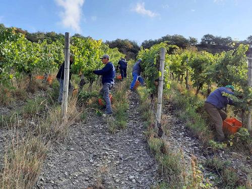 Weinlese im Weingut Ferres in Kesten