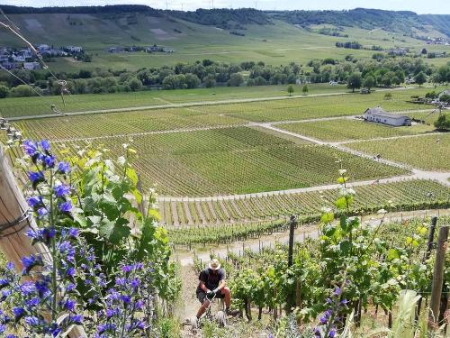 Arbeiten im Weinberg