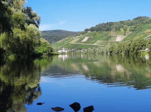Weinberge an der Mosel bei Kesten