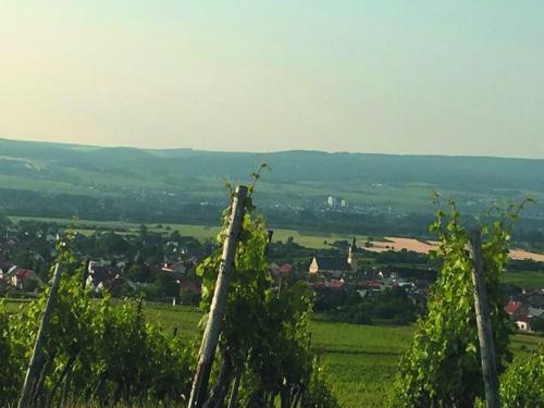 In den Weinberg