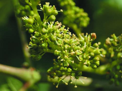 Weinbergsblüte