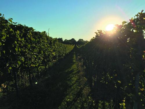 Sonnenuntergang im Weinberge