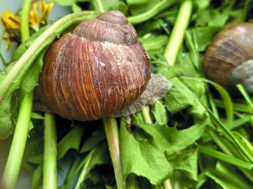 Schnecke im Weinberg