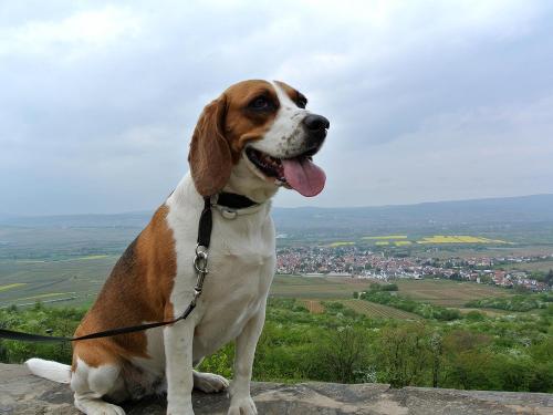 Hund Luna auf dem Jakobsberg