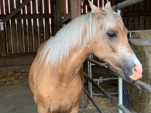 Kinderpony -