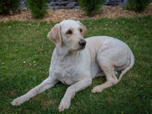 Hund Bella auf dem Weinhof Gassen