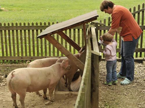 Schweine füttern auf dem Höhenhof