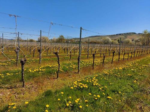 Weinberg in Wintrich an der Mosel