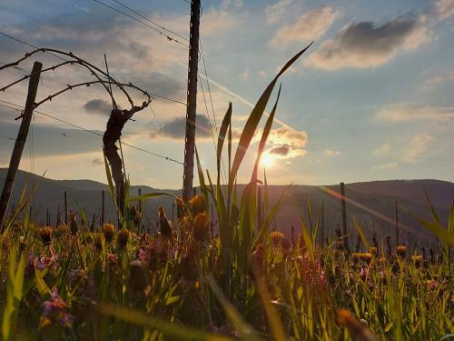 20210429_194611 20210429_194611