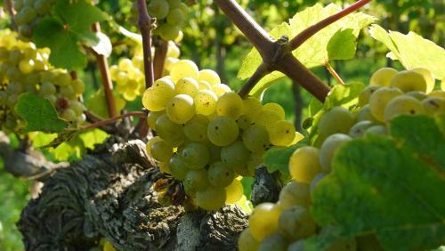 Trauben im Weinberg