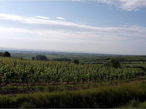 Weinberge im rheinhessischen Bergland