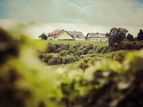 Weingut Hagemann