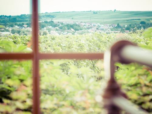 Ausblick aus dem Gästhaus am Weingut Hagemann