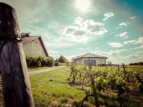 Blick zum Gästehaus und zur Vinothek