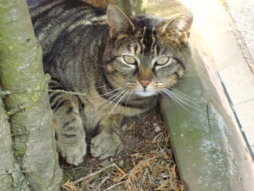 Unsere Hofkatze