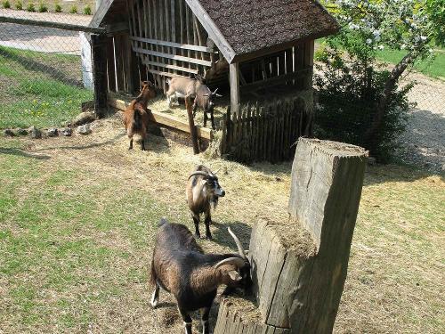 Im Ziegengarten