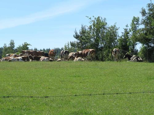 Milchkühe auf der Weide