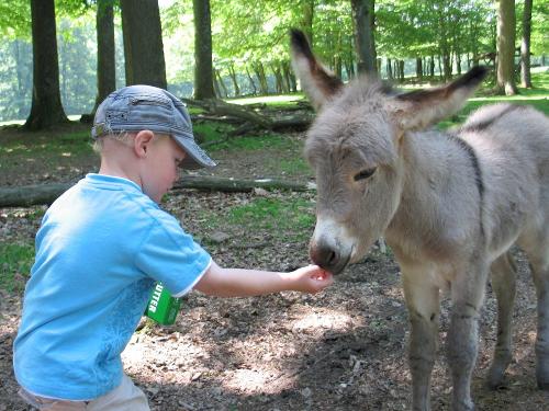 Im Wildpark Daun