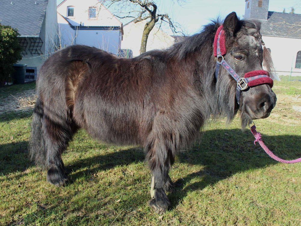 Unser Pony, Liebling unserer Gästekinder