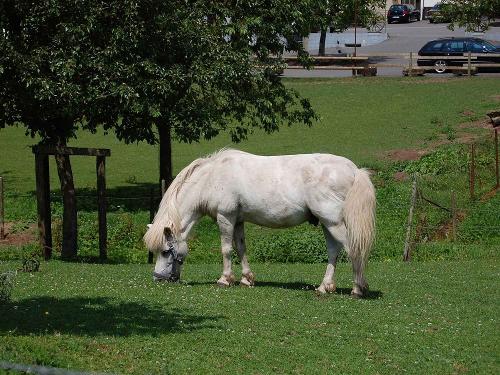 Pony auf der Koppel