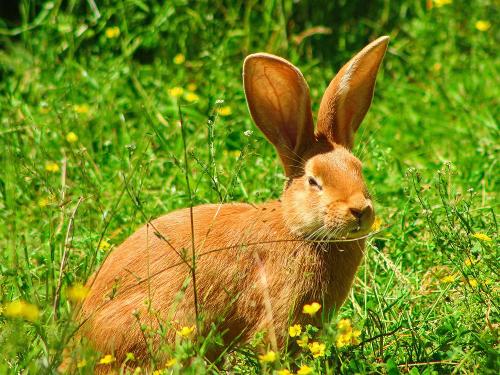 Hase im Garten
