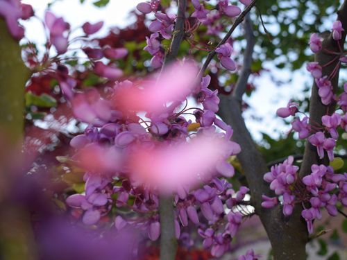 dsc_1355_59 dsc_1355_59