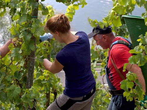 Traubenlese im Weinberg
