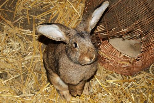 Kaninchen zum Streicheln und Füttern