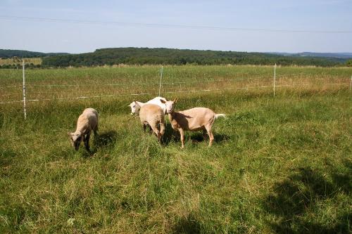 Ziegen auf der Wiese