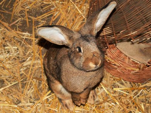 Kaninchen zum Streicheln und Füttern