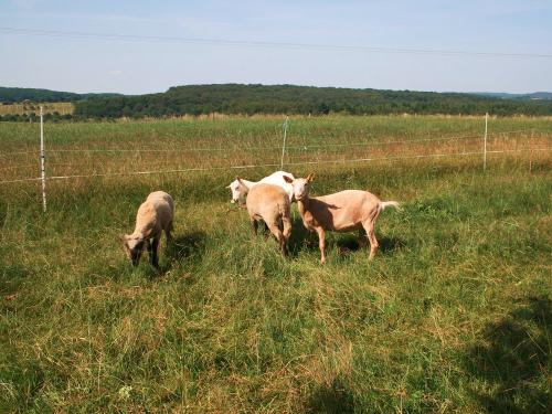 Ziegen auf der Wiese