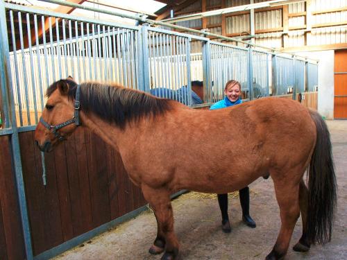 Pferd in der Stallgasse