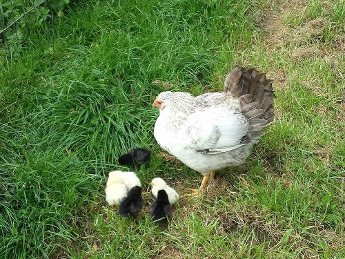 Glucke mit Küken am Bauernhof Schneidmühle