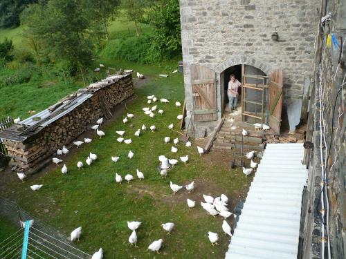 Hühnergarten am Bauernhof Schneidmühle