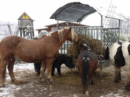 Pferde im Winter