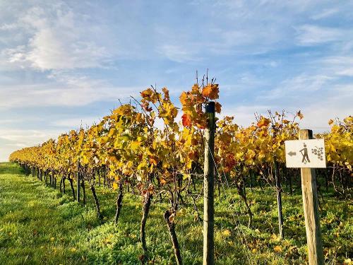 Weinbau in Rheinhessen