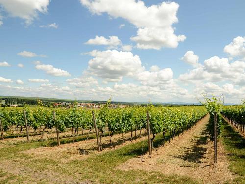 Weinberge in Rheinhessen