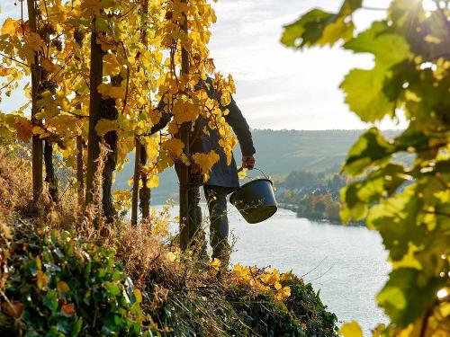 Weinlese an der Mosel