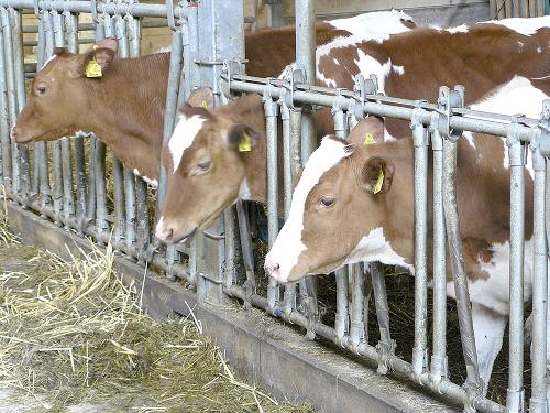 Kühe auf dem Ferienhof Kloep in der Eifel