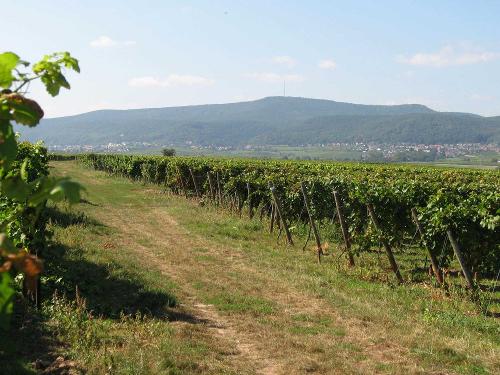 Weinberge