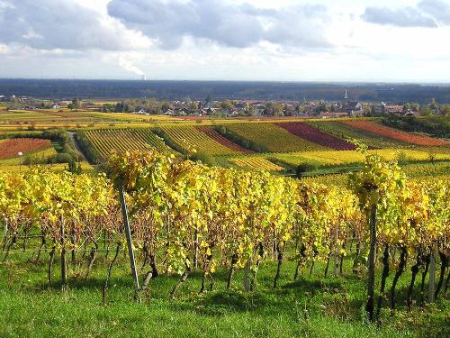 Ausblick in die Weinberge