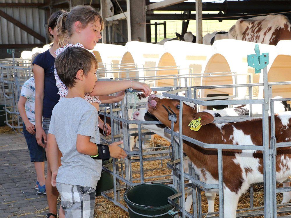 Kinder streicheln und füttern Kälbchen