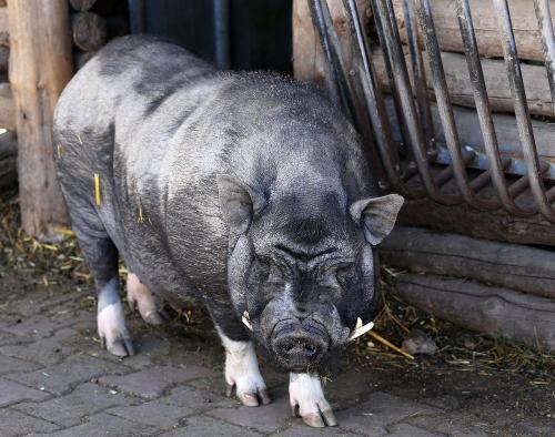 Unser Hofschwein