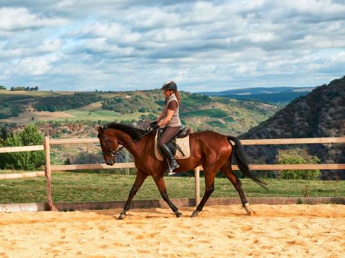 Reiten im Roundpen auf dem Hof Hardthöhe
