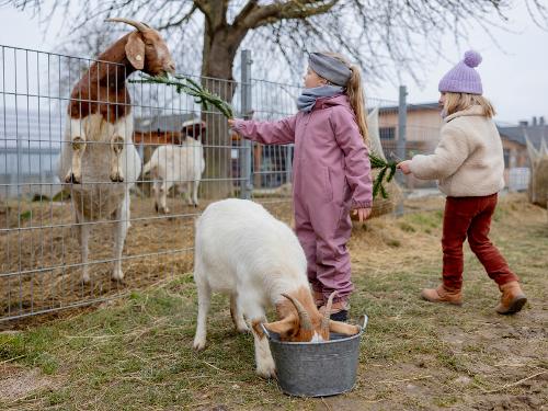 Hof_Hardthoehe_Kinder_Ziegen3 Hof_Hardthoehe_Kinder_Ziegen3
