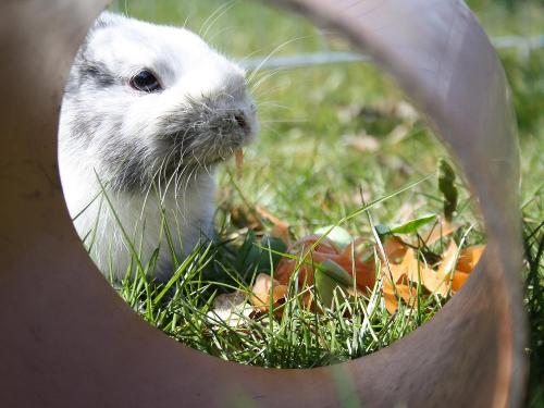 Unsere Kaninchen